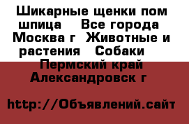 Шикарные щенки пом шпица  - Все города, Москва г. Животные и растения » Собаки   . Пермский край,Александровск г.